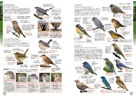 鳥種類|野鳥図鑑（野鳥の種類、名前）